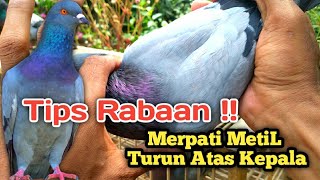 Characteristics of Intelligent Pigeons and the Ability to Fly on Heads
