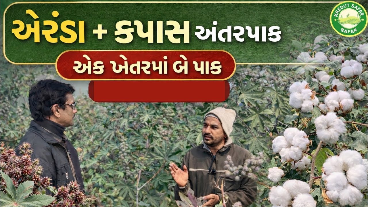 એક જ ખેતરમાં એરંડા અને કપાસની ખેતી