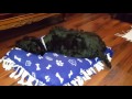 Obama, my Scottish terrier testing the new mattress の動画、YouTube動画。