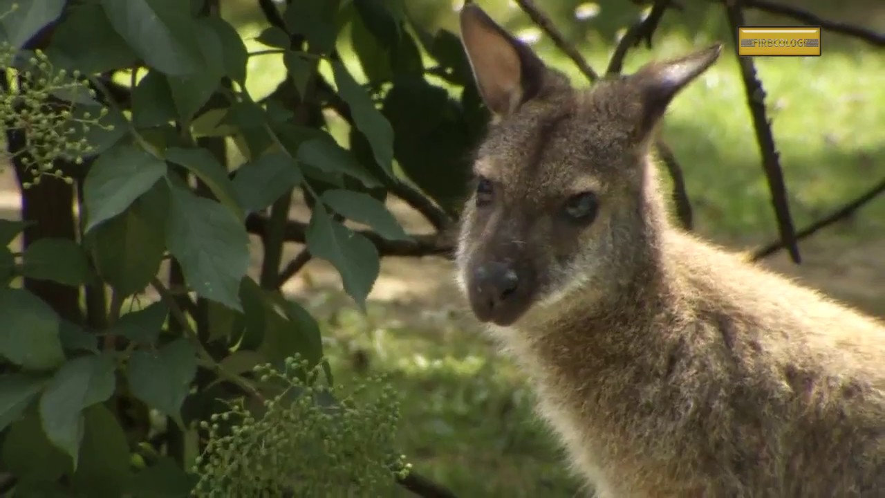 Firbcologi: kenguruji