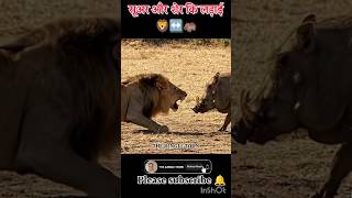 सूअर और शेर कि लड़ाई #animalfight #animals #shorts