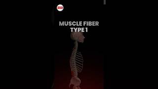 Understanding Type 1 Fibers #muscleandmotion #anatomy