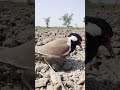#TitiVlog #ChickenVlog #VillageLife #AshfaqVlogs #PetChicken #FarmLife #DailyVlog