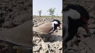#TitiVlog #ChickenVlog #VillageLife #AshfaqVlogs #PetChicken #FarmLife #DailyVlog