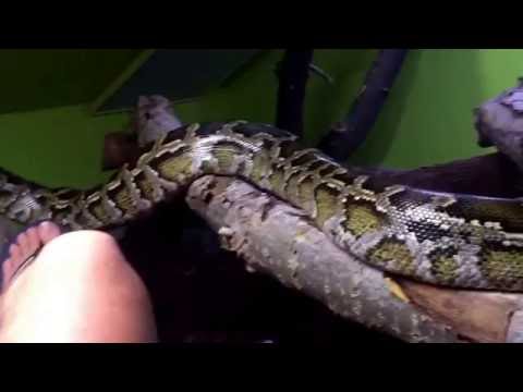 Python molurus bivittatus