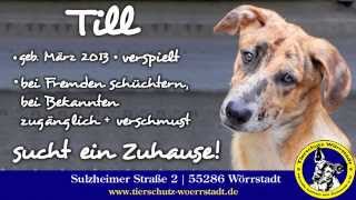 Till Sucht Ein Zuhause- Tierschutz Wörrstadt