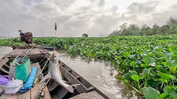 Câu Cá Ngay Đám Lụt Bình, Cá Giựt Lia Lịa Không Kịp Thay Mồi Dính Toàn Cá Ngon Kéo Đã Tay, Fishing. 