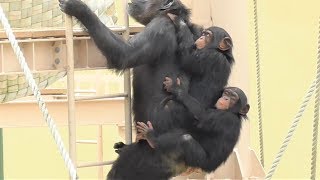 チンパンジー 家族 大騒動 1 Chimpanzee family fuss.かわいい双子姉妹 Cute twin sisters カランコエ リュウ リキ Ryu Riki