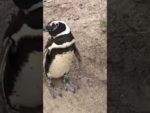 Punta Tombo: el dueño de un campo aplastó 140 nidos de pingüinos y electrificó a otro centenar