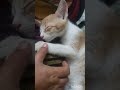 എണീറ്റിട്ട് വേണം എനിക്കൊന്ന് അലമ്പാൻ😂cat#pets #youtubeshorts #funny #comedy #funnyvideo #funnyshorts