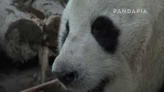 pandapia 20140424-131000-1號別墅-愛浜吃竹筍特寫