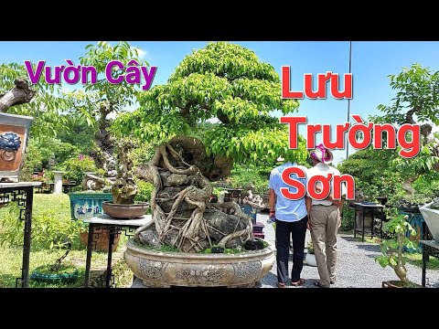 Video Đoàn bonsai xuyên việt thăm vườn anh LƯU TRƯỜNG SƠN *... - youtube
