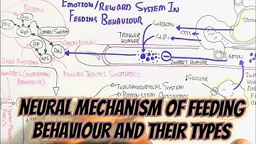 Neural Mechanism Of Feeding Behaviour @umerfarooqbiology7083