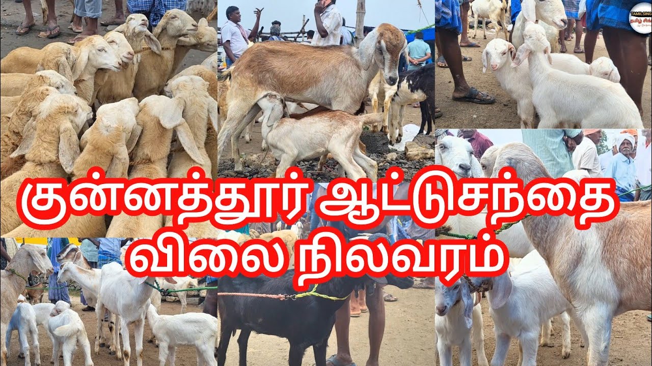 குட்டியுடன் ஆடுகள் வாங்க குன்னத்தூர் சந்தைக்கு வாங்க #goatmarket #kunnathur #tamilsingam 