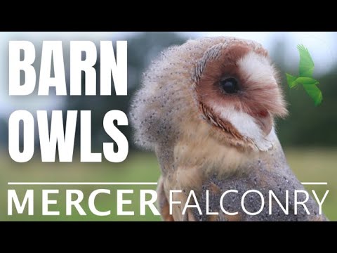 Facts about Barn Owls | barn owl flying | I raised an owl