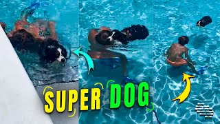 Dog Tries to Rescue a Boy Faking to Submerge