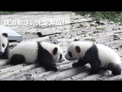 《熊貓早晚安》狹路相逢，跑為上策？！ | iPanda