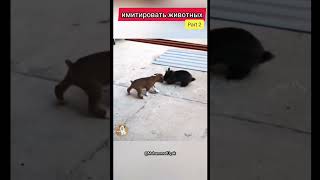 смешное видео с котами #part2 #cats #cat #funnycats #кот