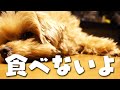 【マルプーご飯】ご飯に興味ない犬っているの？おすすめのドッグフードは？