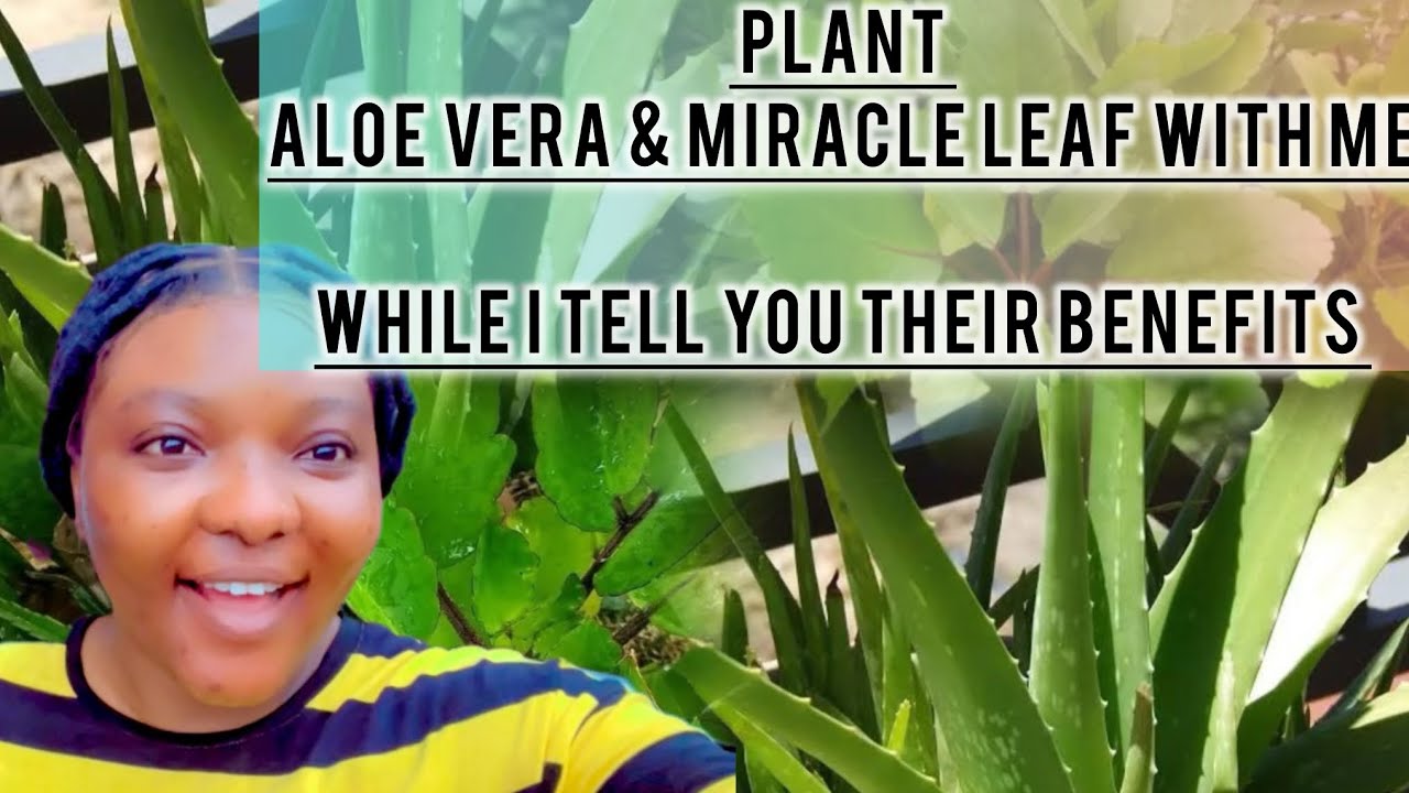 Plant aloe vera miracle leaf with me mind blowing benefits of aloe