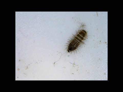 Beautiful Carpet Beetle Larvae