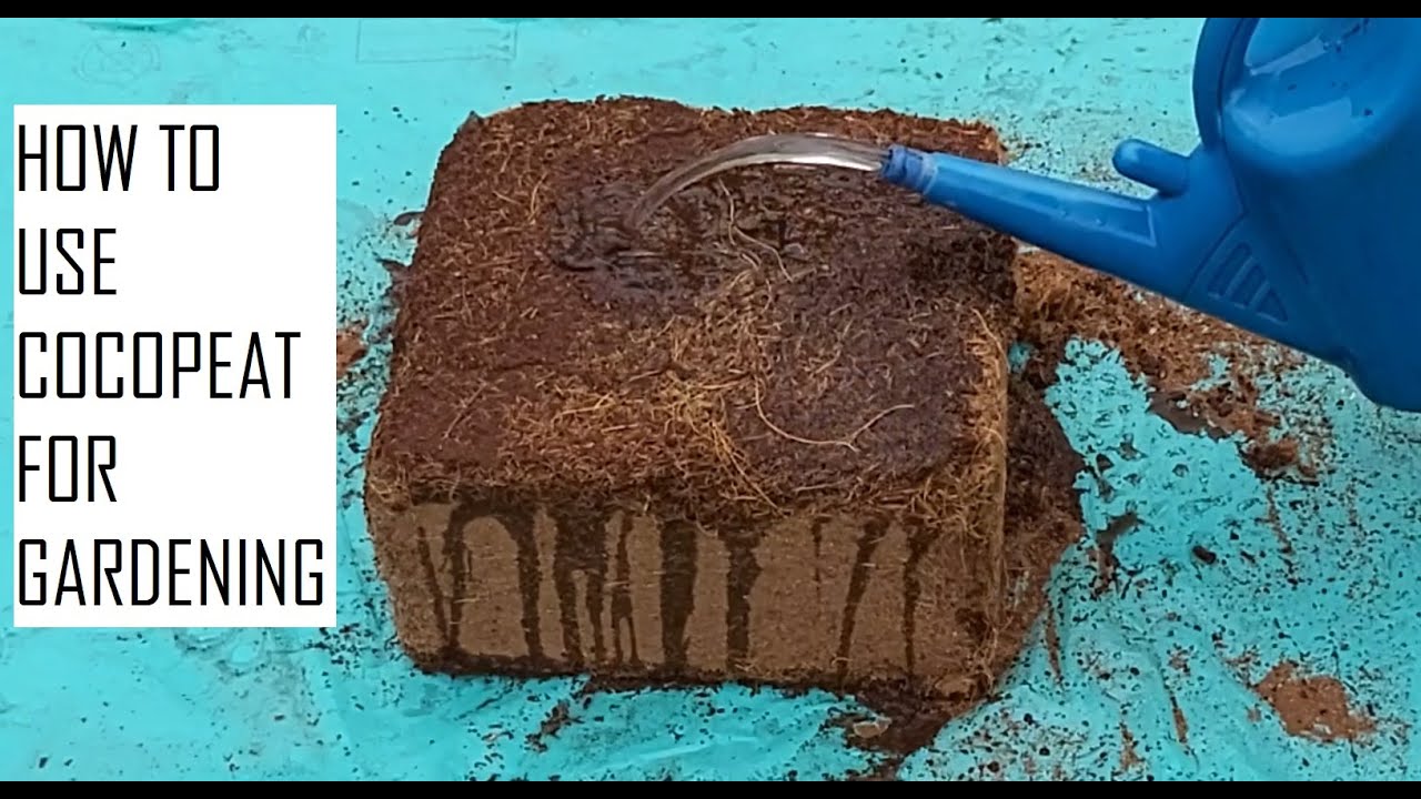 How To Make Coco Peat Potting Mix How To Make Homemade