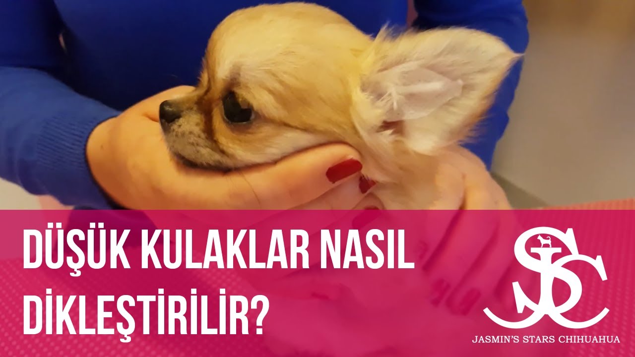 Dusuk Chihuahua Kulaklari 2 Chihuahua Ear Straightening Jasmin S Stars Chihuahua Youtube