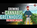 Growing Cannabis in a Greenhouse: The Perfect Solution!