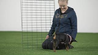 Beginner agility: Offer a jump