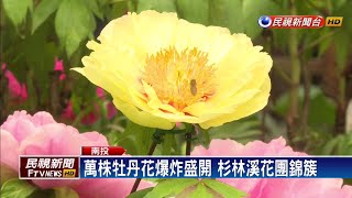 花海奇觀！杉林溪2萬株牡丹花綻放－民視新聞