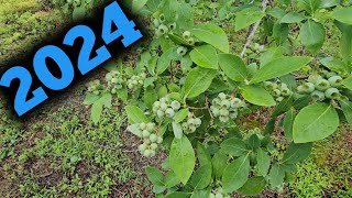 Blueberry harvest update 2024