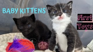 BABY FOSTER KITTENS! 🐈 by Paw Record 400 views 4 months ago 4 minutes, 49 seconds