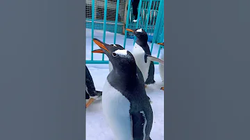 مغامرات سيف أبوحيط في الصين ٣ 