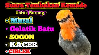 Masteran Burung kemade full Tembakan | Rekomendasi