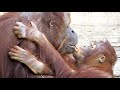 大好き!! ジュリーさん♀58歳とロキ♂5歳・オランウータン 2023/10/27