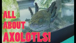 How to Care for Axolotls!