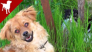 Dog Afraid of Cats  Kokoni Dog Breed