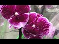 Огромный завоз орхидей по 380 руб в Леруа Мерлен 19 ноября 2020г. Море биг липов, Клеопатра, Попугай