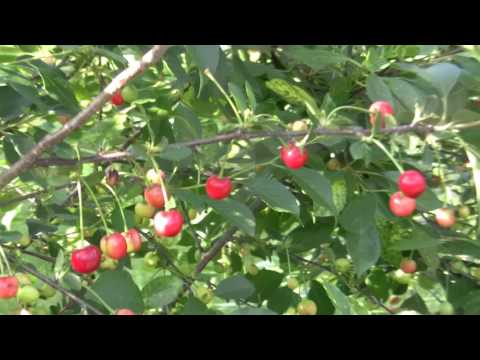 Video: Acerola Tree Care: Kako gojiti češnje na Barbadosu