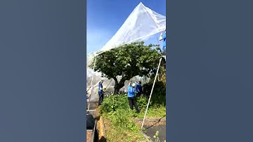 Tree Netting Time-Lapse Video