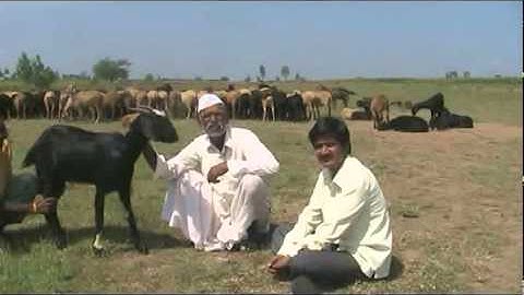 Selection Criteria of Goat