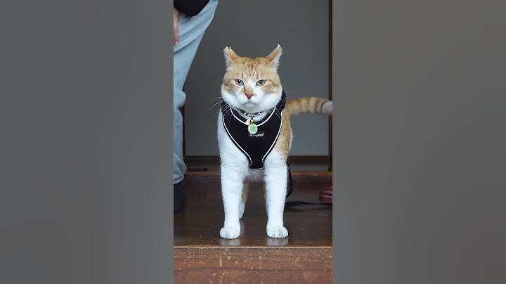 この猫🐈武将にしか見えない 【TikTok1000万再生】#元野良猫チャチャ #ねこ #cat #猫 #shorts