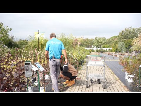La Forêt de la Paix