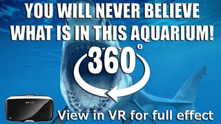 YOU WILL NEVER BELIEVE WHAT IS IN THIS AQUARIUM - VR 360 Sharks, view with a VR headset