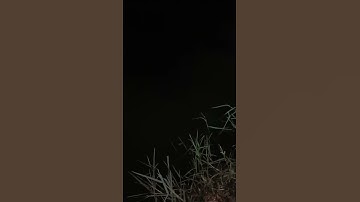 Câu Đêm Câu Tôm Càng Đồ Câu Đại Ngáo#shorts