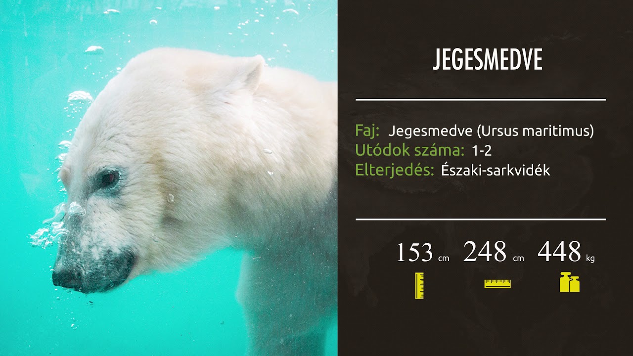 Nyíregyházi Állatpark - ZooTV 11.rész