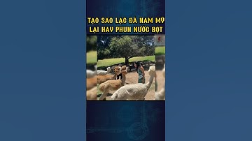 Tại sao lạc đà nam mỹ lại hay phun nước bọt #alpaca #dongvat #shorts