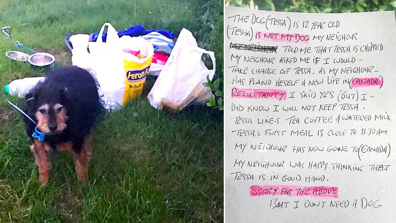 A Man Abandoned A Dog In A Field, When Rescuers Found Out The Truth They Were Angry!