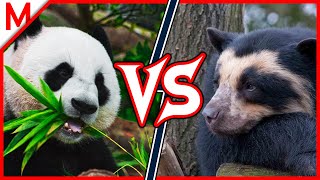 35💥Panda vs Spectacled Bear | +Platypus vs Echidna winner by M from aniMals 28,561 views 3 years ago 9 minutes, 16 seconds