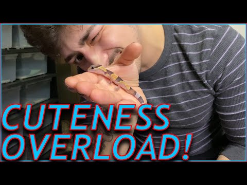 HANDLING BABY GECKOS!!